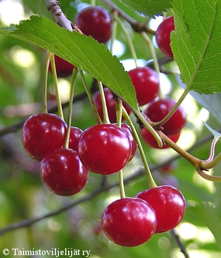 Prunus cerasus 'Sikkolan Kuulasmarja' hapankirsikka